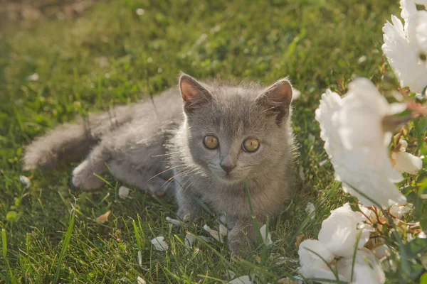 かわいいグレーのイギリス猫子猫は緑の草の上に横たわる — ストック写真