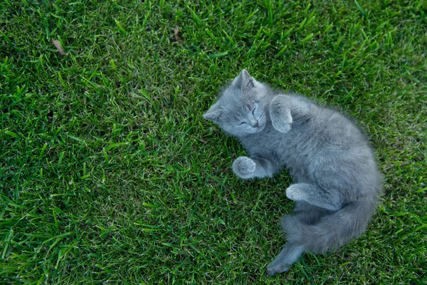 Pequeño Lindo Gris Británico Gato Gatito Mentiras Verde Hierba —  Fotos de Stock