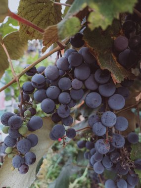 Sonbahar yaprakları arasında sulu üzümler