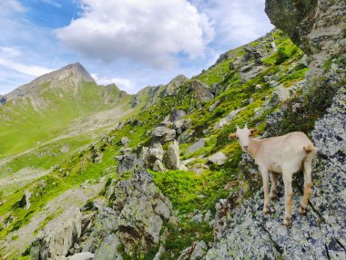 Genç beyaz keçi Fransız Alplerinde yüksek dağlarda otluyor..