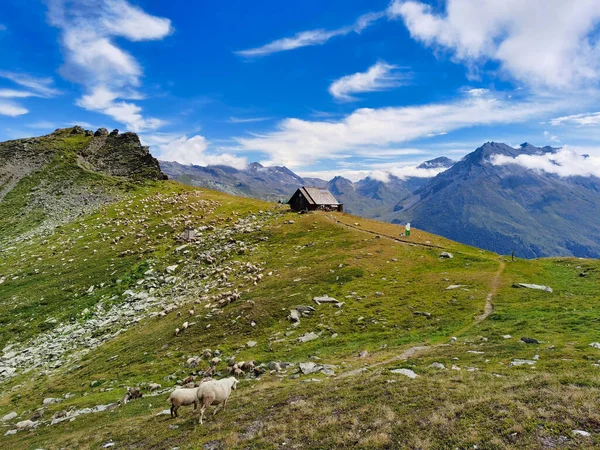 Stado Owiec Pobliżu Schroniska Turia Parku Narodowym Wanoise Alpy Francuskie — Zdjęcie stockowe