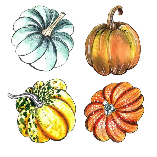 一套水彩画手绘剪贴画 感恩节秋季材料 彩色南瓜的颜色 高质量的跳绳插图 — 图库照片