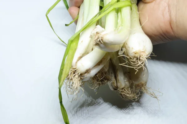 Cipolla Verde Fresca Primavera Con Radici Uno Sfondo Bianco Isolato — Foto Stock