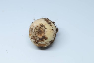 İzole edilmiş beyaz arkaplan üzerine Taro veya Colocasia esculenta