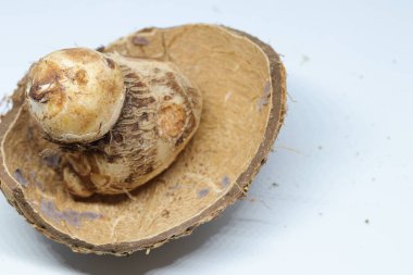 İzole edilmiş beyaz arkaplan üzerine Taro veya Colocasia esculenta