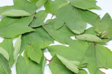 Rozelle beyaz arkaplanda izole bırakılıyor