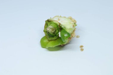 Beyaz arkaplanda izole edilmiş yeşil dolma biber ya da kapsiyum dilimi