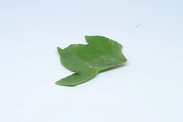 Φύλλα Rozelle Απομονωμένα Λευκό Φόντο — Φωτογραφία Αρχείου