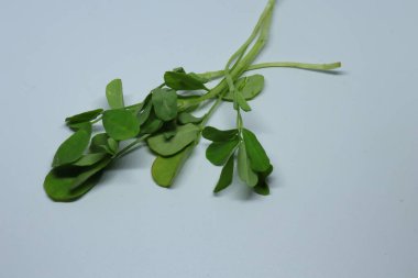 Taze Yeşil FenuGreek Beyaz Arkaplanda Yapraklar