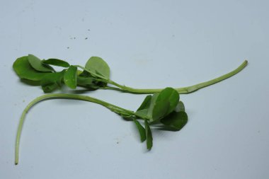 Taze Yeşil FenuGreek Beyaz Arkaplanda Yapraklar