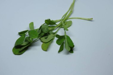 Taze Yeşil FenuGreek Beyaz Arkaplanda Yapraklar