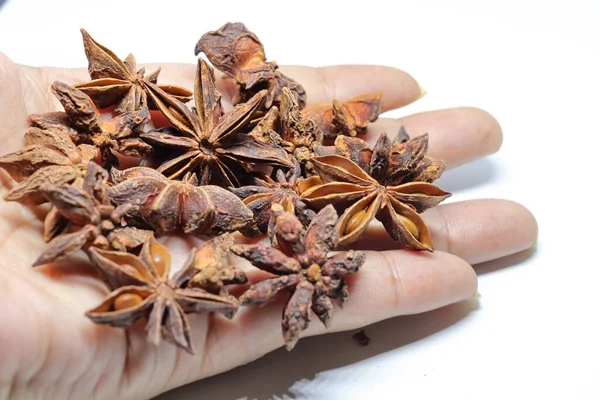 Beyaz arkaplanda izole edilmiş parmotrema perlatum çiçekleri