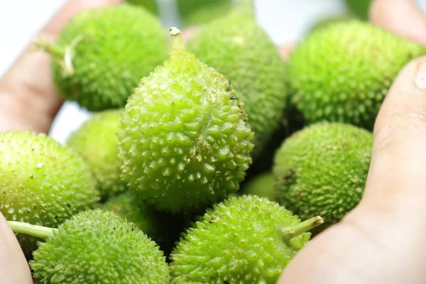 Taze yeşil dikenli su kabağı ya da beyaz arka planda çay kabağı sebzesi