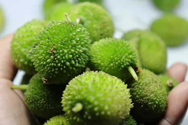 Taze yeşil dikenli su kabağı ya da beyaz arka planda çay kabağı sebzesi