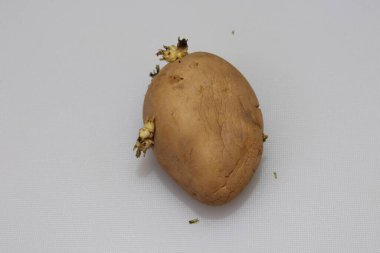 Beyaz arkaplanda taze organik patatesler izole edilmiş.