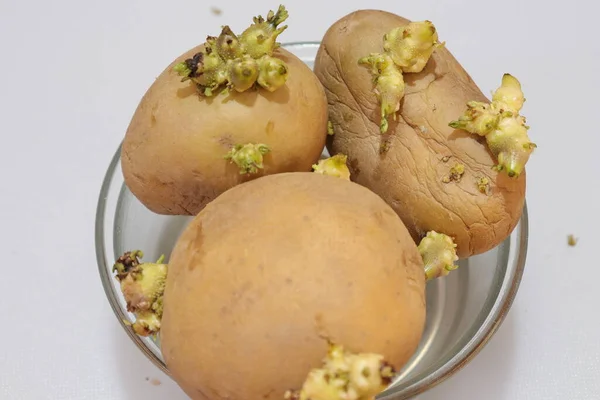 Färsk Ekologisk Potatis Isolerad Vit Bakgrund — Stockfoto
