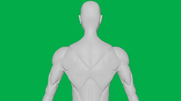 Yeşil Ekran Arkaplanı (Üst gövde Arka Görünümü) üzerinde 3D Yapılandırılmış Kas Anatomisi İnsan / AI Manken Heykeli Modeli)