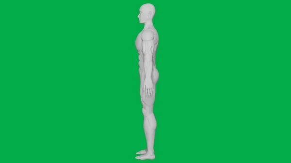 绿色屏幕背景下三维渲染肌肉解剖人形 人工智能人形雕塑模型 全身侧视图 — 图库照片