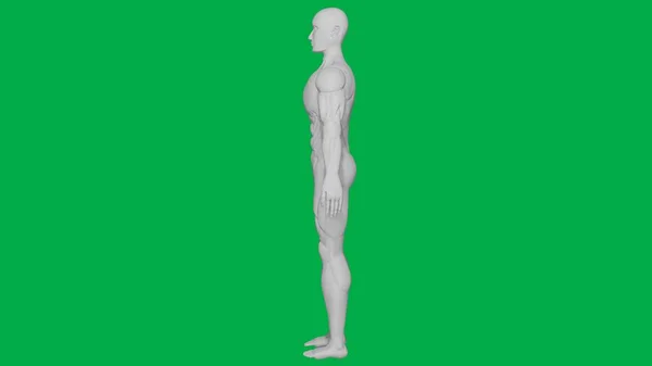 Yeşil Ekran Arkaplanı üzerinde 3D Yapılandırılmış Kas Anatomik İnsan / AI Manken Heykeli Modeli (Tam Vücut Görünümü)