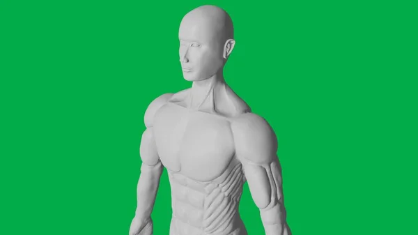基于绿色屏幕背景的三维渲染肌肉解剖人形 人工智能人形雕塑模型 上体45角度视图 — 图库照片
