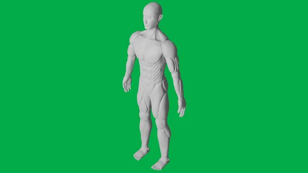 3Dレンダリングされた筋肉解剖学的ヒト Aiマネキングリーンスクリーン背景の彫刻モデル フルボディ45角ビュー — ストック写真