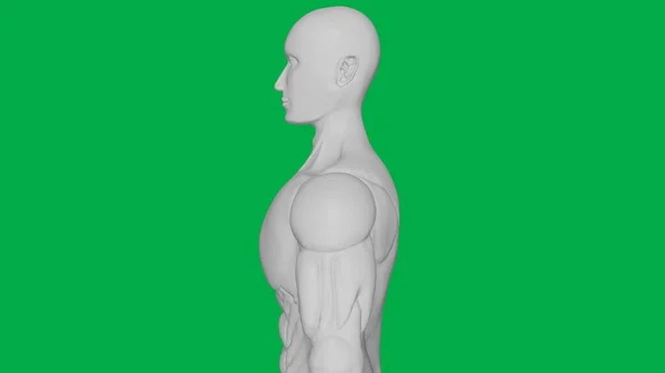 Yeşil Ekran Arkaplanı (Üst Gövde Tarafı Görünümü) üzerinde 3D Yapılandırılmış Kas Anatomisi İnsan / AI Manken Heykeli Modeli)