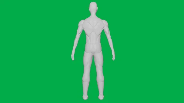 Yeşil Ekran Arkaplanı 'nda 3D Yapılandırılmış Kas Anatomik İnsan / AI Manken Heykel Modeli (Tam Vücut Arka Görünümü)