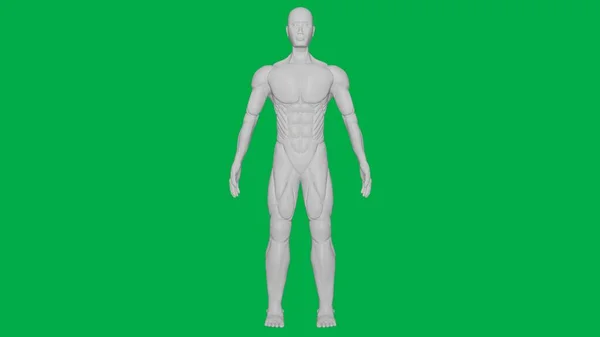Yeşil Ekran Arkaplanı 'nda 3D Yapılandırılmış Kas Anatomik İnsan / AI Manken Heykel Modeli (Tam Vücut Öngörünümü)