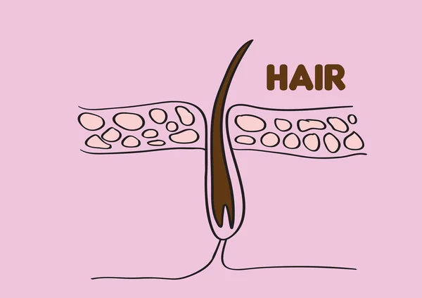 Hair Follicle Vector Illustration — Stock Vector
