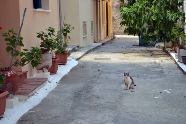 Yunanistan, Nafplio sokaklarında bir kedi.