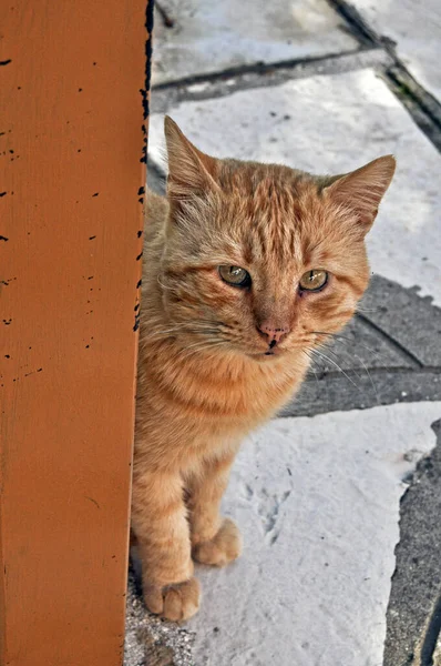 Gato Naranja Mirando Cámara — Foto de Stock