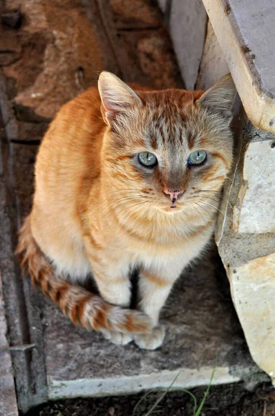 Turuncu Kedi Kameraya Bakıyor — Stok fotoğraf