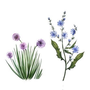 Suluboya botanik seti izole edilmiş allium ve hindiba çiçeği. Tasarım için doğal elementler. Yazdır, tebrik kartı, arkaplan, duvar kağıdı şablonu.