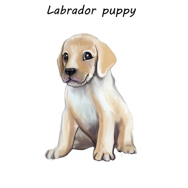 Digitale Illustration mit Labrador-Welpen. — Stockfoto
