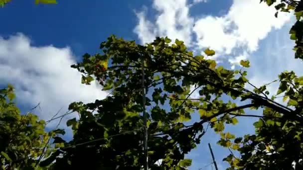 Mraky a větve stromu, loe angle view, time lapse — Stock video