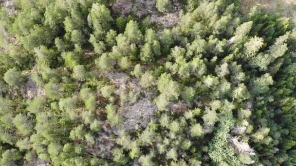 Evergreen FlowTree Forest, Vertical View, Aerial Descending — 비디오