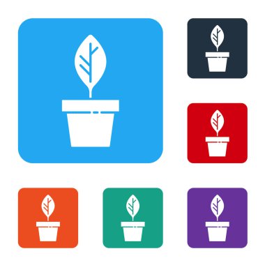 Beyaz bitki, beyaz arka planda izole edilmiş tencere simgesinde. Tencerede yetişen bir bitki. Saksı bitkisi işareti. Renkli kare düğmelerle simgeleri ayarla. Vektör.