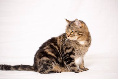 Beyaz kumaş arka planında İngiliz kısa hava kedisi.