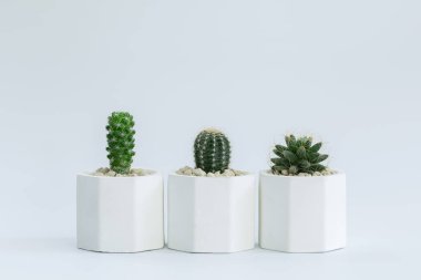 Kaktüs ya da sulu bitkilerin beyaz arkaplan üzerinde farklı saksılarda toplanması.