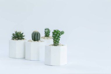 Kaktüs ya da sulu bitkilerin beyaz arkaplan üzerinde farklı saksılarda toplanması.