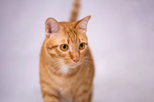 고양이나 오렌지 — 스톡 사진