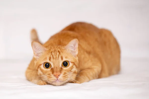 Рыжий Кот Оранжевый Сумасшедший Удивленный Кот Сделать Большие Глаза Крупным — стоковое фото