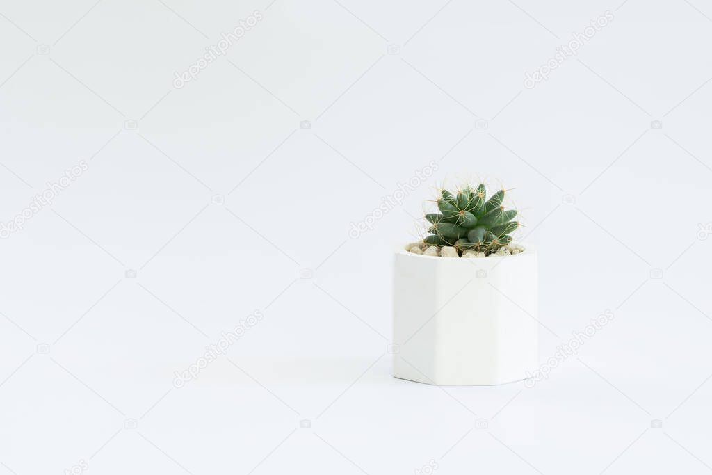 Cactus or succulent plants in pots, over white background.