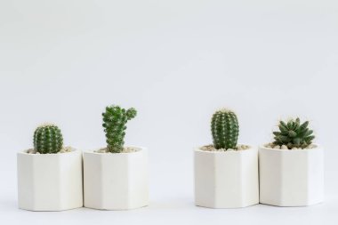 Kaktüs ya da sulu bitkilerin beyaz arkaplan üzerinde farklı saksılarda toplanması.