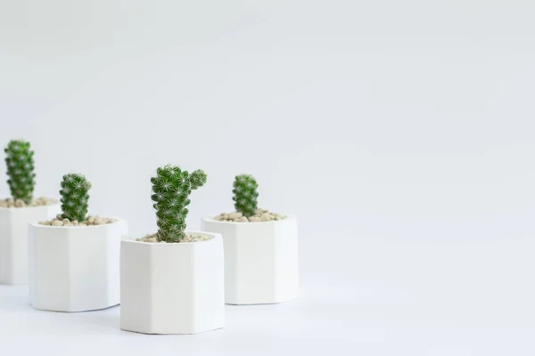 Kokoelma Kaktus Tai Mehukasvit Eri Ruukuissa Valkoisella Pohjalla — kuvapankkivalokuva