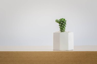 Kaktüs ya da saksıda sulu bitkiler, beyaz arka planda rafta..