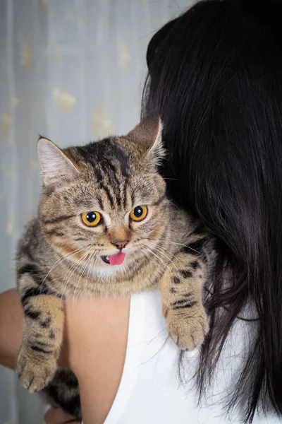 British Short Haired Cat Smiling Casual Dressed Woman Holding Her — Stock Photo, Image