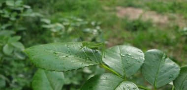 Yeşil yapraklı çekirge, yazın yapraklı kırmızı gözlü büyük yeşil böcek.