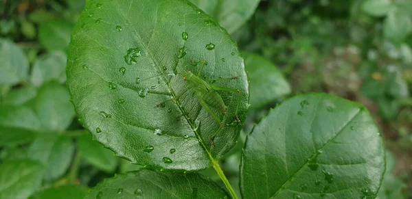 緑の葉の買い物客夏に葉に赤い目の大きな緑の昆虫 — ストック写真