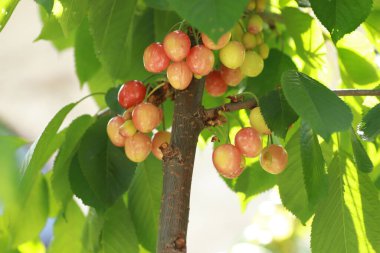 tatlı vişne pembesi ve sarı olgunlaşmamış dalların üzerinde yeşil yapraklarla güneşli bir günde